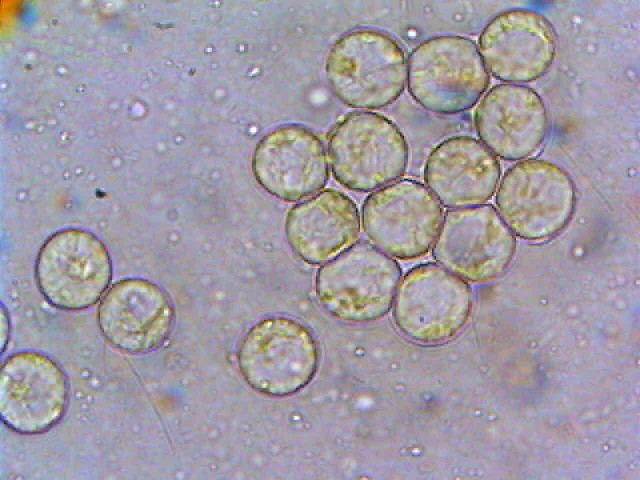 Altra Amanita critica